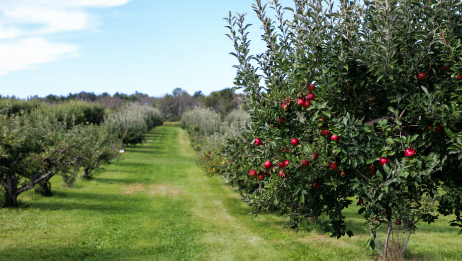 Οι αδερφοί Καλούδη από το Ροδολίβος «άφησαν» την Αστυνομία για την καλλιέργεια φρούτων
