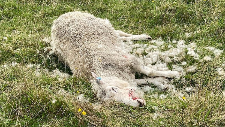 Ευλογιά των προβάτων: Επιβεβαιώθηκε το κρούσμα στα Νέα Κερδύλια Σερρών