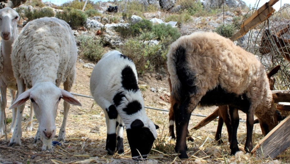 Κακή η διαχείριση της ευλογιάς από το ΥΠΑΑΤ