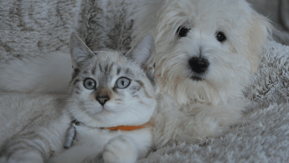 Ποιος σκύλος και ποια γάτα μπορεί να έχουν δύο διαφορετικά χρώματα στα μάτια τους; – Τα παράξενα της Φύσης