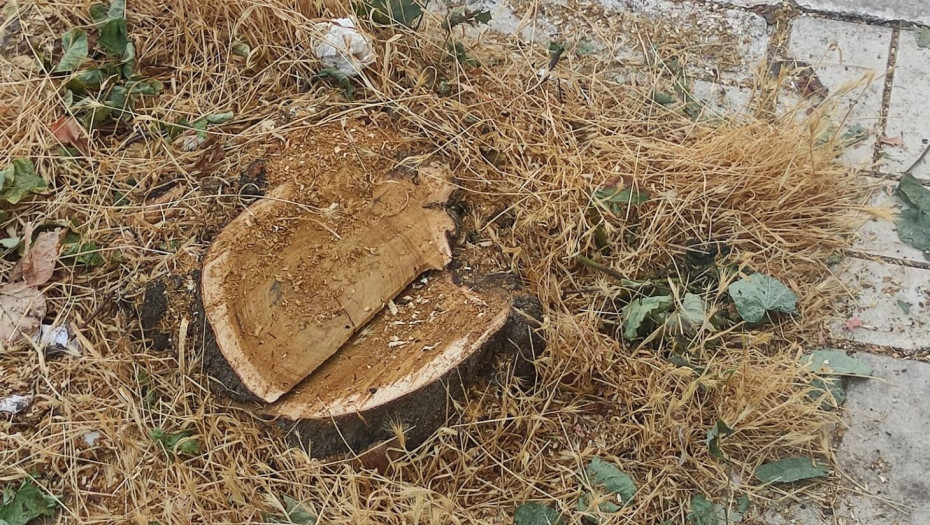 Σέρρες – Το Δασαρχείο, τα παράνομα δέντρα και το πρόστιμο από τον Δήμο Σερρών