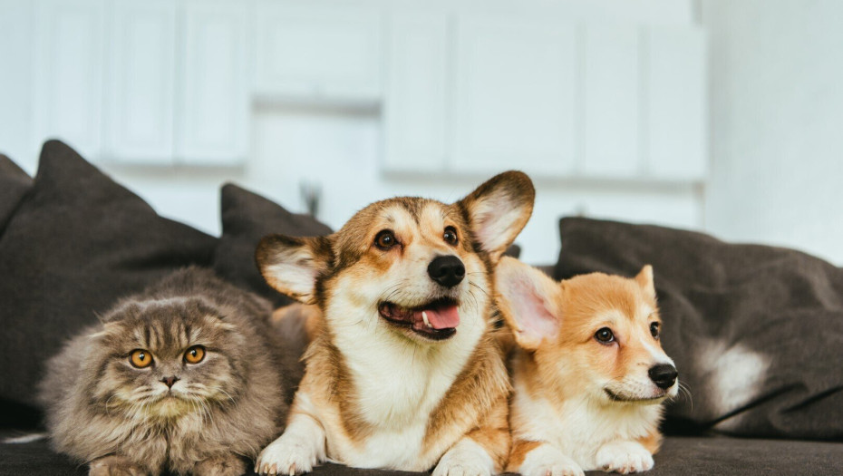 Πώς να προστατεύσετε τα κατοικίδιά σας από τον καύσωνα