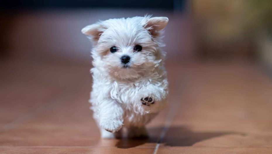 5 κίνδυνοι από τους οποίους απειλείται η υγεία του σκύλου σας το καλοκαίρι