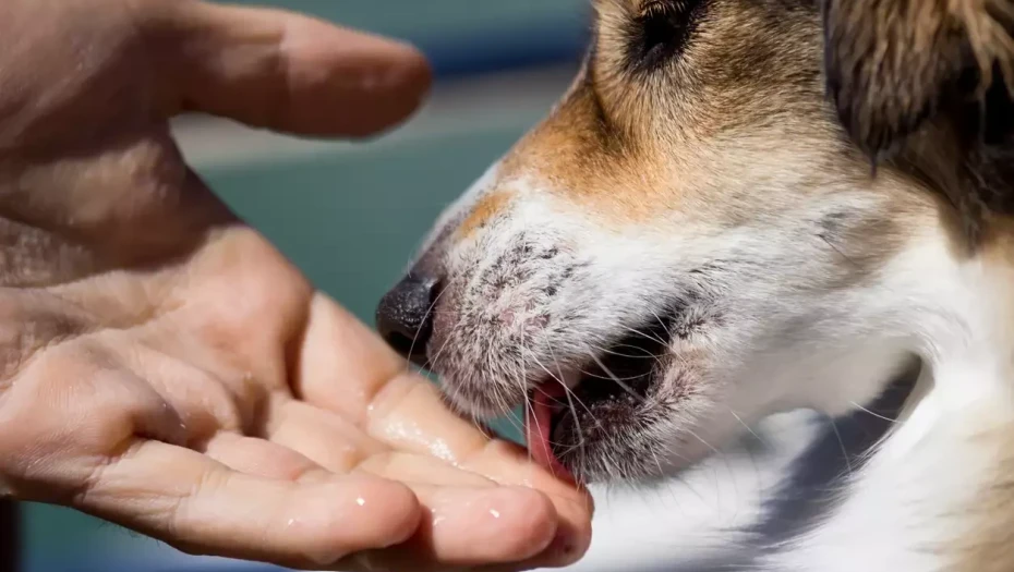Άνδρας πεθαίνει όταν τον έγλειψε ο σκύλος του