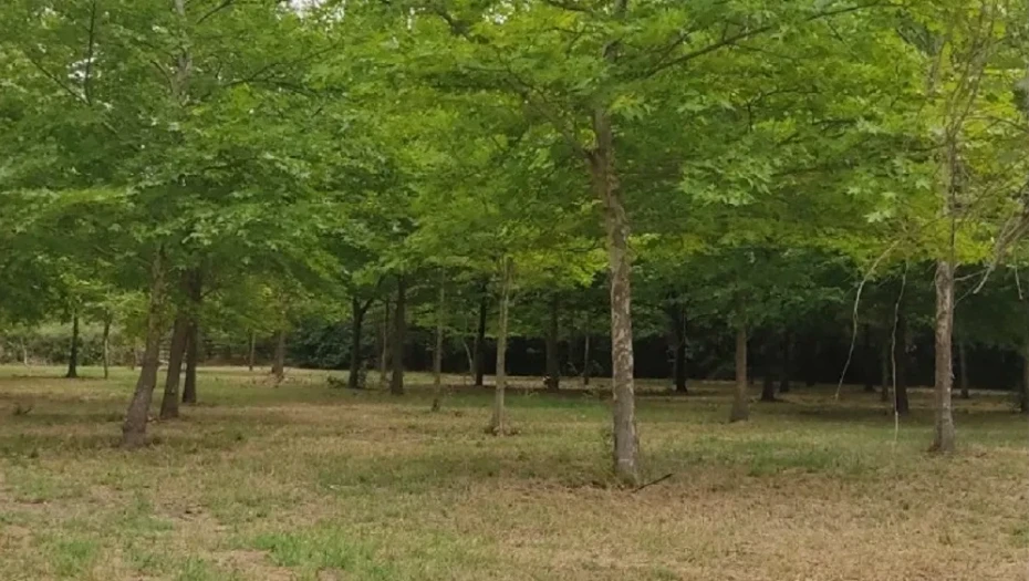 Κιλκίς: Αναγεννάται το μνημείο της Φύσης «Χίλια Δέντρα»
