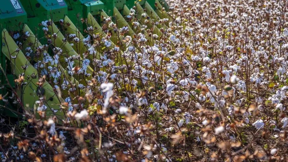 ΠΕ Σερρών -Ενημέρωσή κατάλληλων καλλιεργητικών πρακτικών για το βαμβάκι