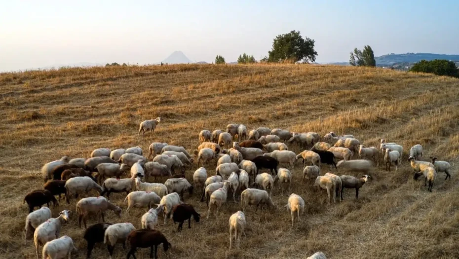 Εθνική αντεπίθεση κατά της ευλογιάς: 97 στρατιωτικοί κτηνίατροι στο πεδίο