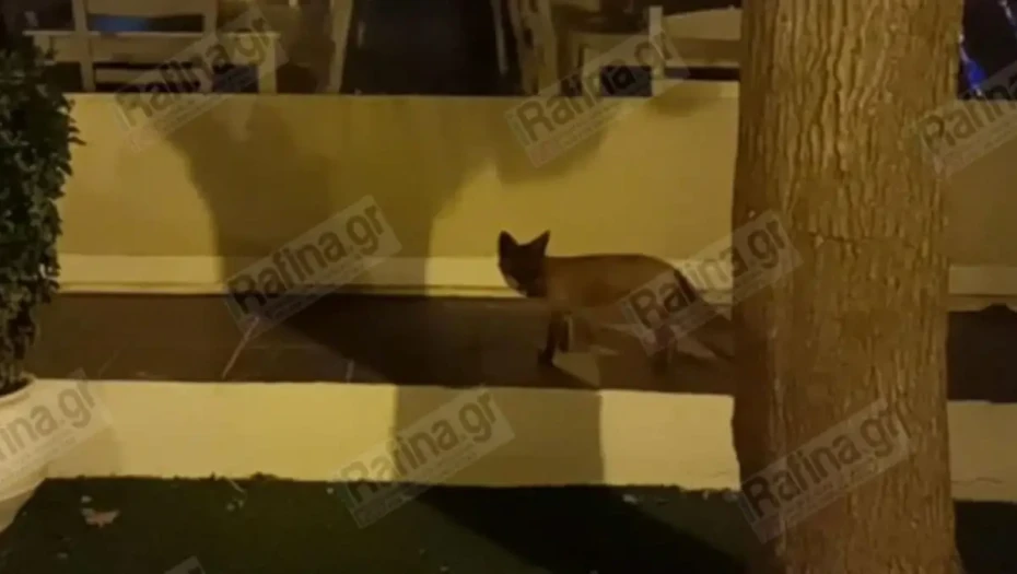 Ραφήνα: Τραυματισμένο αλεπουδάκι αναζητά τροφή στην κεντρική πλατεία