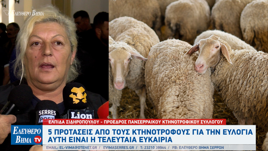 Ελπίδα Σιδηροπούλου - Σέρρες: 5 προτάσεις από τους κτηνοτρόφους για την ευλογιά - Αυτή είναι η τελευταία ευκαιρία