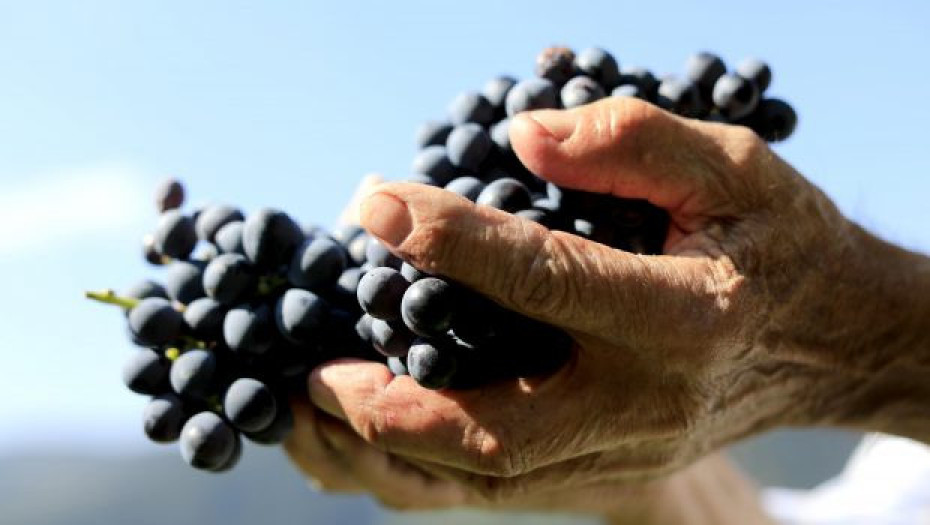 Τεράστια επιτυχία για την γιορτή τρύγου στο Νέο Σούλι