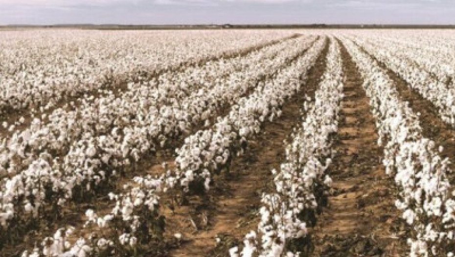 Βαμβάκι: Δελτίο γεωργικών προειδοποιήσεων στην Π.Ε Σερρών