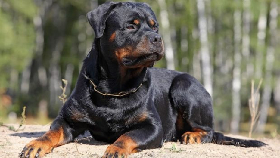 Ροτβάιλερ επιτέθηκε και τραυμάτισε πολίτη στην Καλαμάτα - Αστυνομικός πυροβόλησε και σκότωσε τον σκύλο