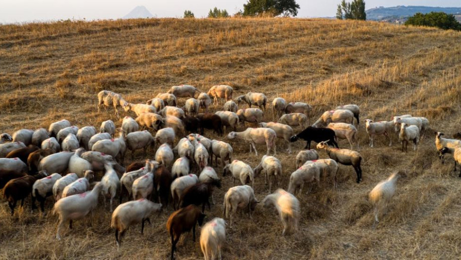 Νέα έκτακτη στήριξη των κτηνοτρόφων λόγω ζωονόσων ύψους 56 εκατ. €