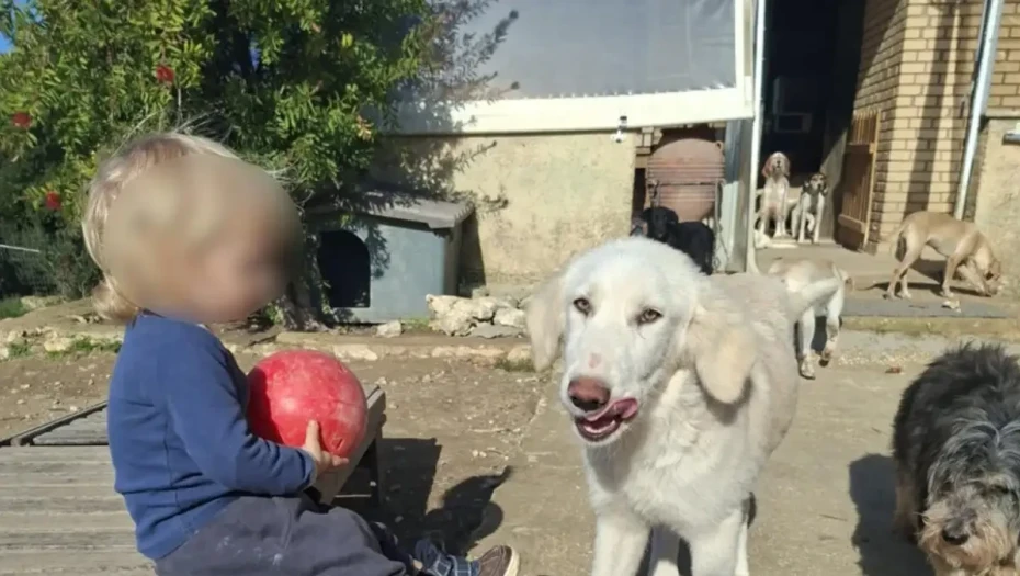 Ζάκυνθος: «Τον έχασα 30 δευτερόλεπτα από τα μάτια μου», λέει ο πατέρας του 2χρονου που σκοτώθηκε από πίτμπουλ