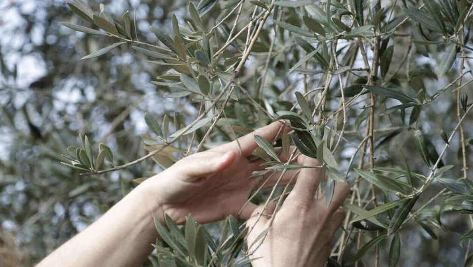 Αγρίνιο: Τους έκαναν «τσακωτούς» να κλέβουν ελιές από ξένο λιοστάσι