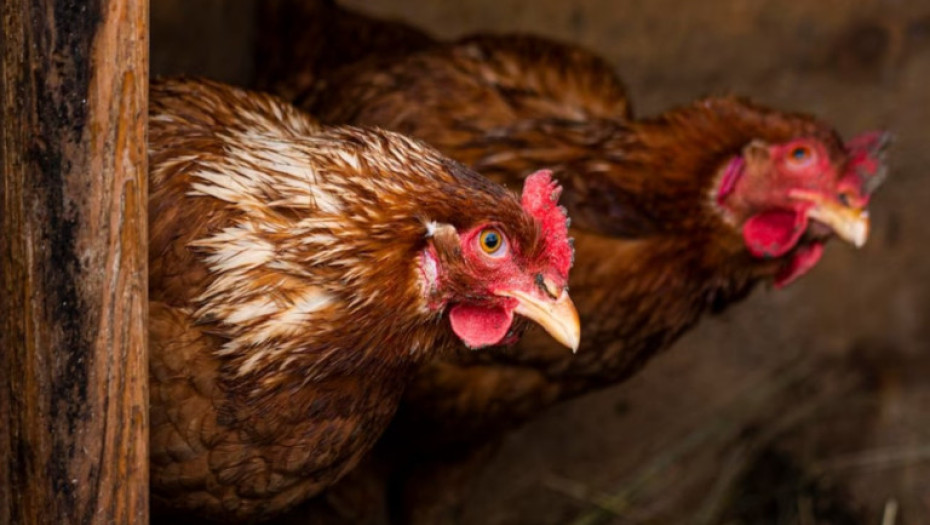 Ενημέρωση για τη Γρίπη των Πτηνών- Τι Πρέπει να Γνωρίζετε