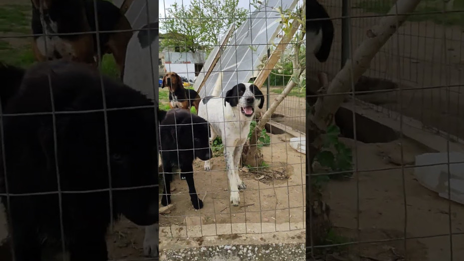 Από το Δήμο Βόλβης και την Ελληνική Αστυνομία «Μαζί για τα ζώα»