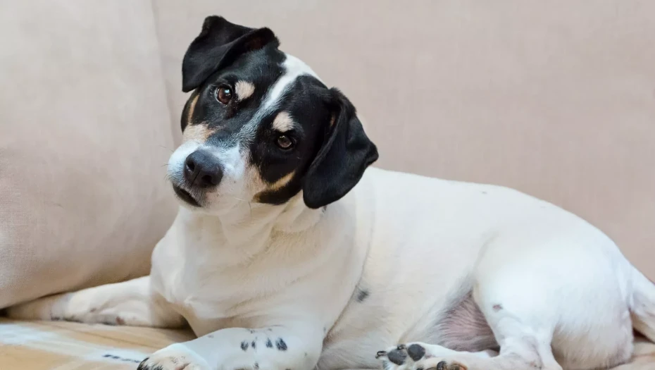 Πώς πρέπει να μιλάτε στον σκύλο σας ώστε να σας καταλαβαίνει