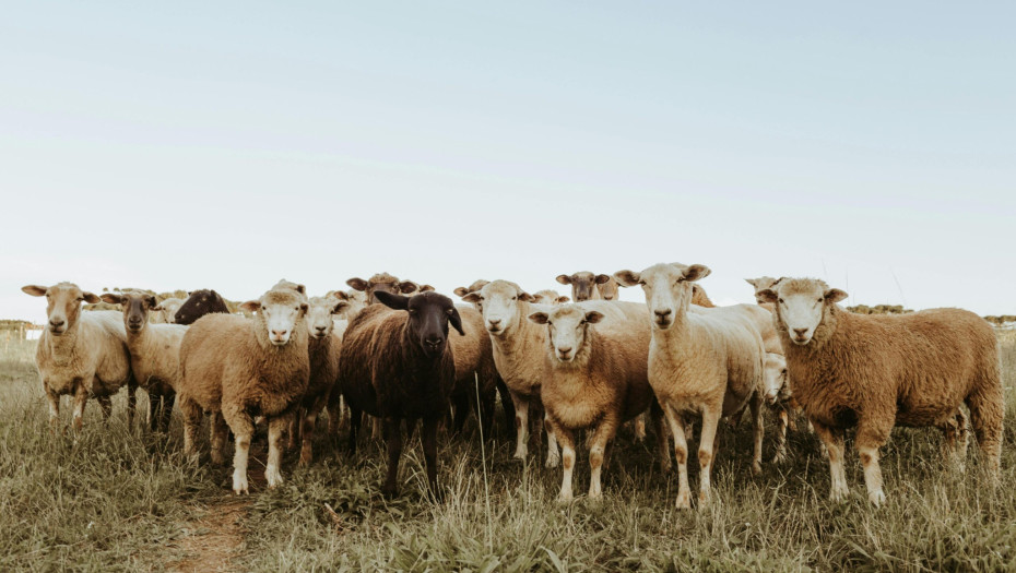 180 εκατ. ευρώ η συνολική ενίσχυση των κτηνοτρόφων λόγω ευλογιάς και πανώλης