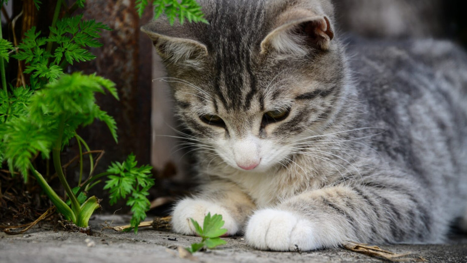 Γιατί οι γάτες ανεβαίνουν στα δέντρα και δεν μπορούν να κατέβουν; Τι να κάνετε και τι όχι για να τις βοηθήσετε