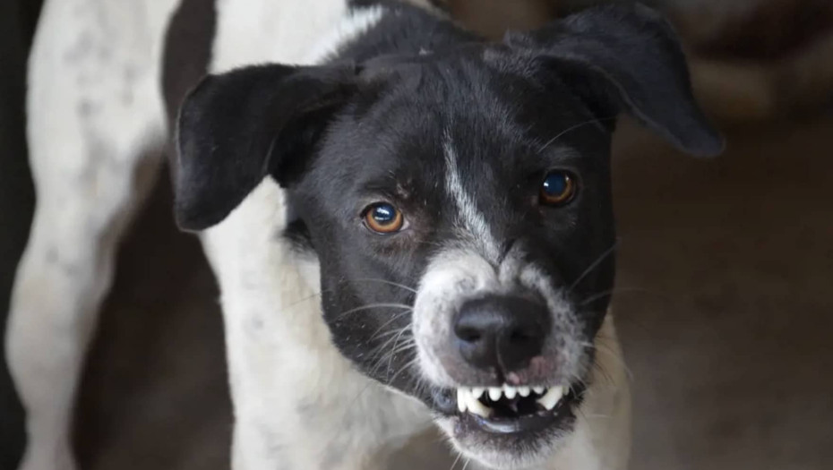 Τι πρέπει να κάνετε σε περίπτωση που σας επιτεθεί ένας σκύλος