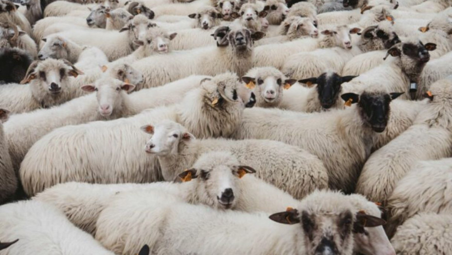 Παραδεκτή και νόμιμη η αναφορά από το Ευρωπαϊκό Κοινοβούλιο για την πανώλη και την ευλογιά στα ζώα