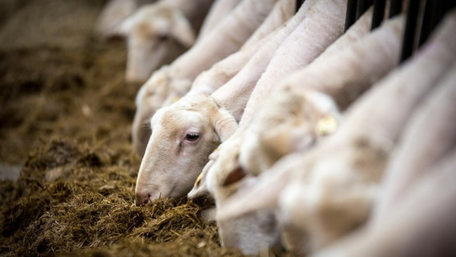 Κτηνοτρόφος έχασε τα ζώα του και αυτοκτόνησε