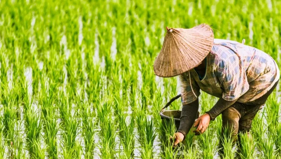Συζήτησαν Χατζηβασιλείου, Τσιάρας και Λυκουρέντζος -Να ενταχθεί η καλλιέργεια ρυζιού στις ενισχύσεις de minimis