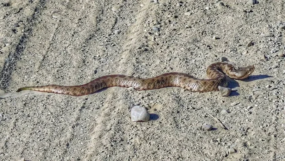 Σύρος: Οχιά δάγκωσε 13χρονο - Νοσηλεύεται σε σοβαρή κατάσταση