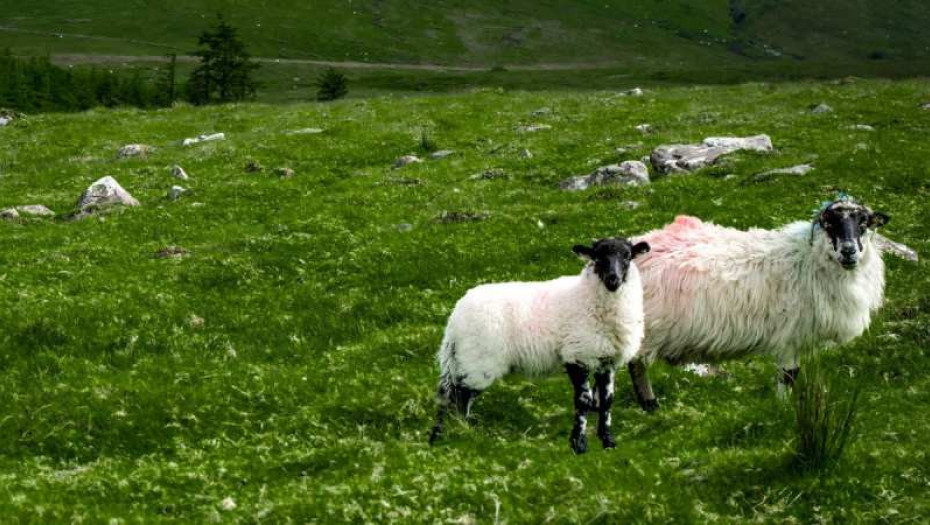 ΥΠΑΑΤ- Διεύρυνση της κάλυψης λειτουργικών δαπανών κατά της ευλογιάς και του αφθώδους πυρετού