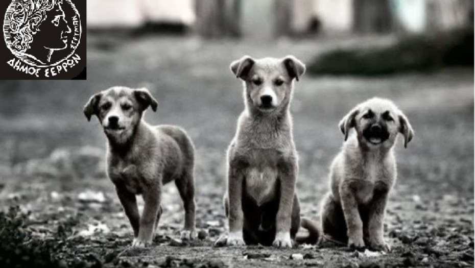 Στο Δήμο Σερρών για την Παγκόσμια Ημέρα Αδέσποτων Ζώων -Δράση ευαισθητοποίησης