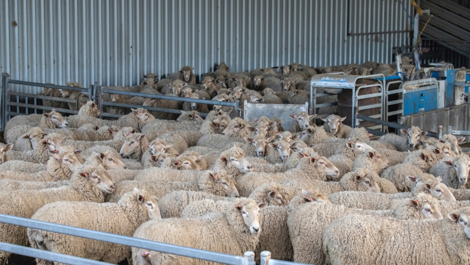 Ενόψει Πάσχα -Ενισχύονται τα μέτρα για τον εφοδιασμό της αγοράς με εγχώρια αιγοπρόβατα