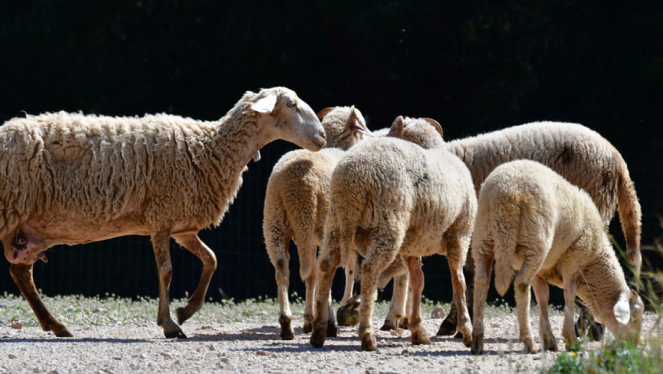 Ξεκινά η ενεργοποίηση ιδιωτών κτηνιάτρων για την αντιμετώπιση της ευλογιάς