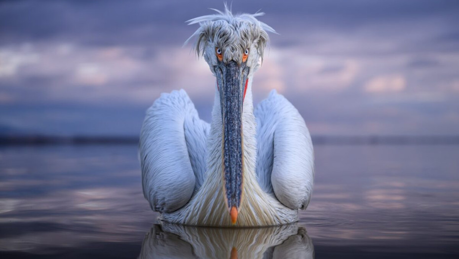 Στο National Geographic ένας αργυροπελεκάνος της Κερκίνης με μια φωτογραφία του Τόνυ Κωνσταντινίδη