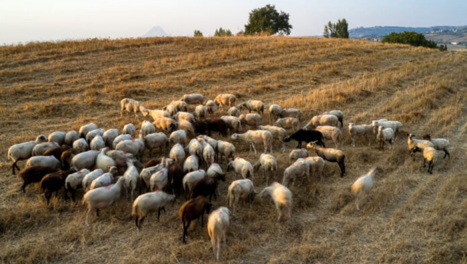 Σε 4 εκτροφές στη Λέσβο επιβεβαιώθηκαν 2 νέα κρούσματα αφθώδους πυρετού