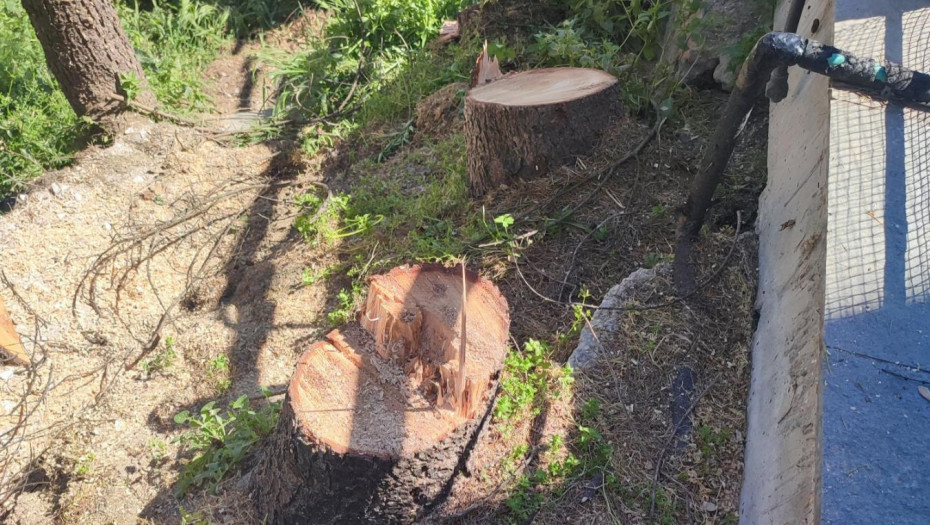 Σέρρες - Σύλληψη και επιβολή προστίμου για παράνομη υλοτομία στην περιοχή της Καλλιθέας