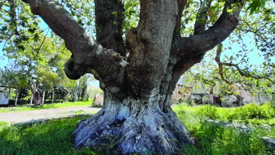 Εμφάνιση του μύκητα Ceratocystis platani στην περιοχή του Σταυρού – Μέτρα προστασίας των πλατανιών