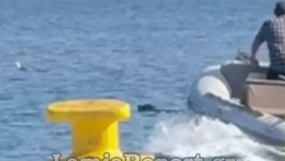 Φθιώτιδα: Περαστικοί έσωσαν σκυλί που είχε παρασυρθεί μέσα στη θάλασσα με το σκάφος τους
