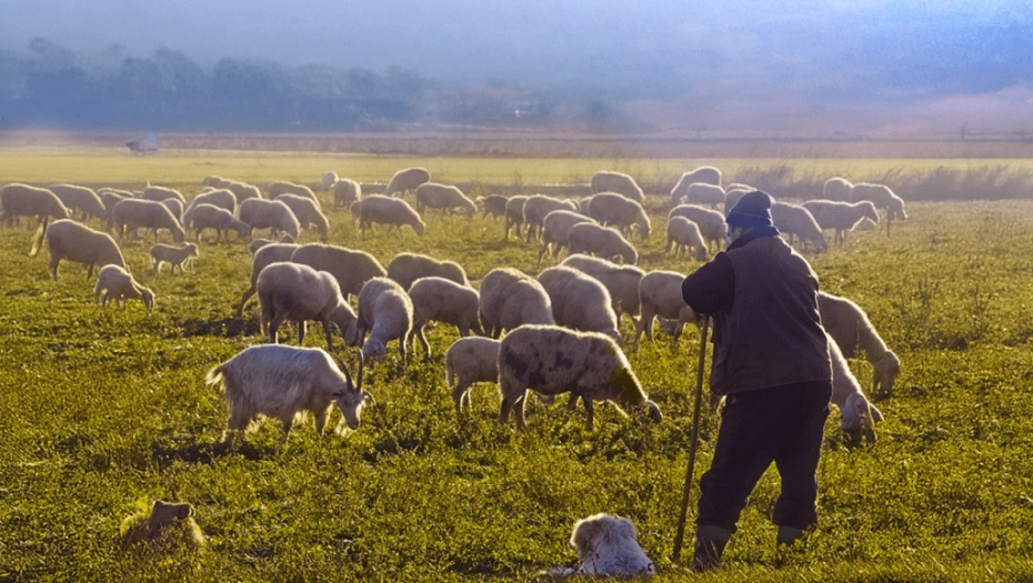 Για δίκαιες και ρεαλιστικές αποζημιώσεις των κτηνοτρόφων το ΑΚΚΕΛ προσέφυγε στον Συνήγορο του Πολίτη και στο Ευρωπαϊκό Ελεγκτικό Συνέδριο