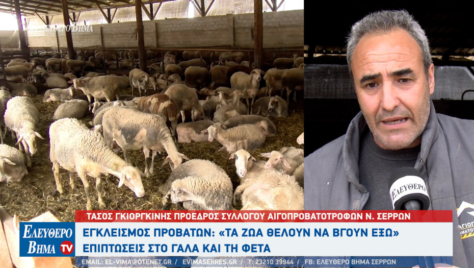Εγκλεισμός προβάτων στις Σέρρες - Τα ζώα θέλουν να βγουν έξω" - Οικονομική ζημιά σε γάλα και φέτα!