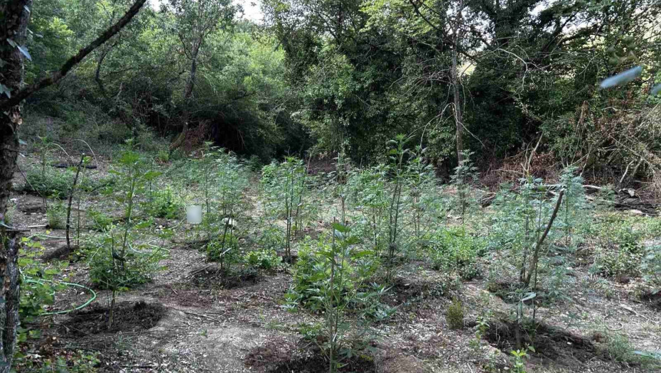 Εντοπίστηκε φυτεία με περισσότερα από 2.000 δενδρύλλια κάνναβης σε δύσβατη δασική περιοχή στην Φθιώτιδα