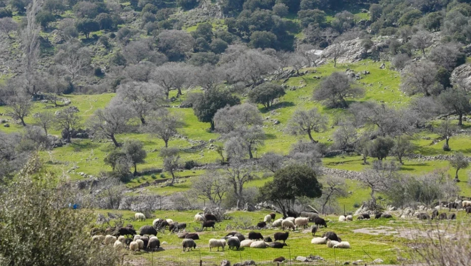 Ο στρατός αναλαμβάνει τον επιχειρησιακό συντονισμό στη Λέσβο στη μάχη κατά του αφθώδους πυρετού.