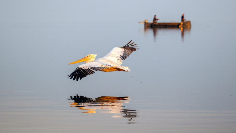 Kerkini Wetlands Photo Award- Η Κερκίνη αποκτά το δικό της διεθνές φωτογραφικό βραβείο