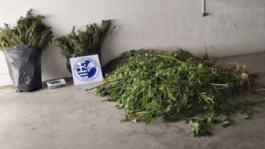 Σύλληψη για καλλιέργεια δενδρυλλίων κάνναβης στις Σέρρες
