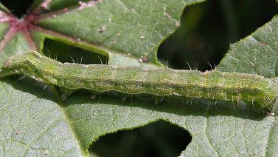 Η Διεύθυνση Αγροτικής Οικονομίας συμβουλεύει τους Σερραίους αγρότες για την  Αντιμετώπιση του πράσινου σκουλικού