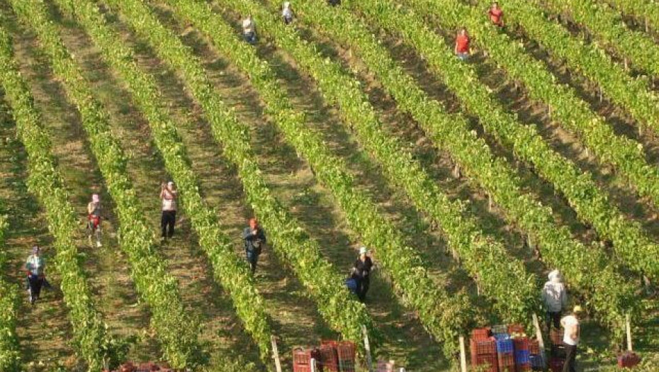 Από τη Δ/νση Αγροτικής Οικονομίας της Π.Ε. Σερρών Επίκαιρες επεμβάσεις φυτοπροστασίας σε αμπέλι, ελιά και αμυγδαλιά»