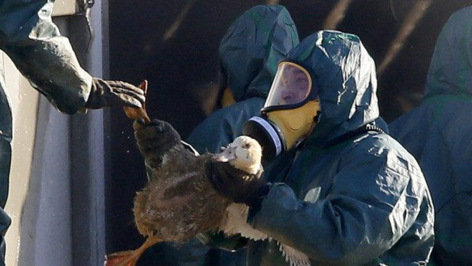 Ανακοίνωση από την Διεύθυνση Κτηνιατρικής  Για τη γρίπη των πτηνών