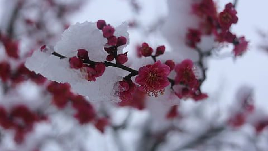 Οι παγωνιές έφεραν προβλήματα Σε ροδιές και κερασιές