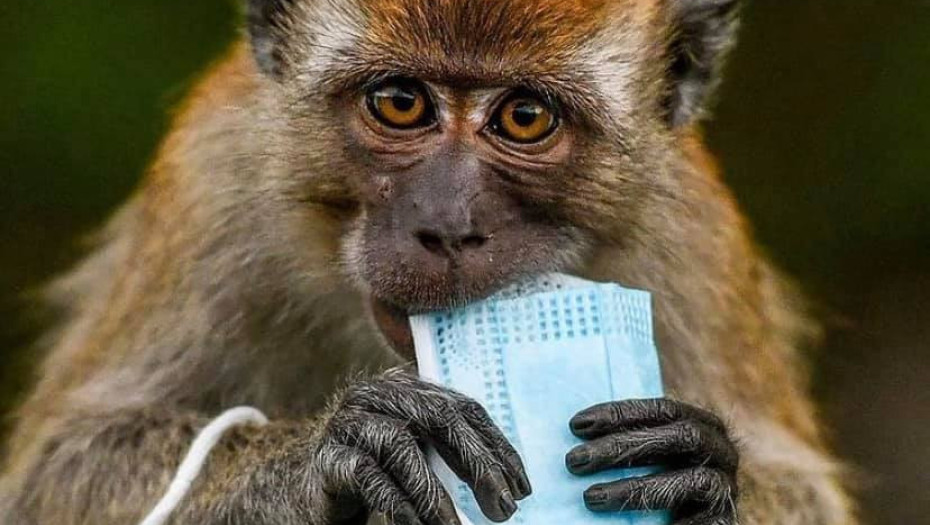 H νέα μορφή ρύπανσης από τις μάσκες θέτει σε κίνδυνο την άγρια ζωή