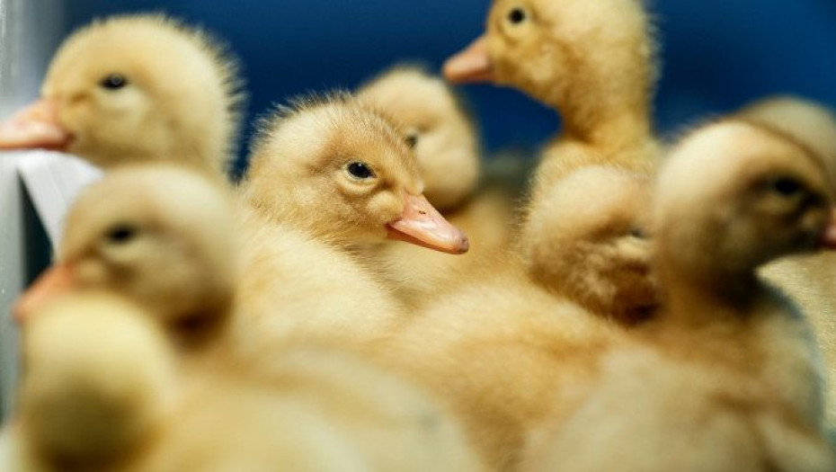 Η Ολλανδία θανάτωσε 190.000 πουλερικά  – Γρίπη των Πτηνών